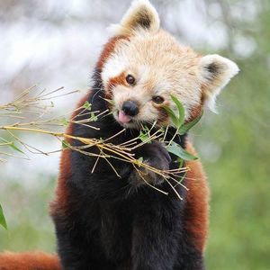 Meet your Posher, Raymond